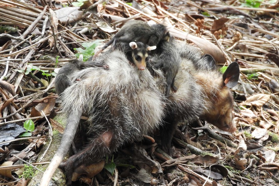 IAT alerta para presença de animais silvestres em áreas urbanas Cascavel