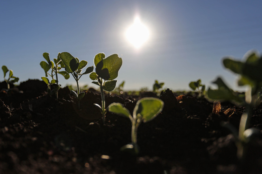 Produtores iniciam plantio da soja e área de cultivo deve chegar a 5,62 milhões de hectares Curitiba