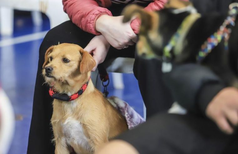 Rede de Proteção Animal abre agenda de castração para filhotes de cães de 2 a 6 meses