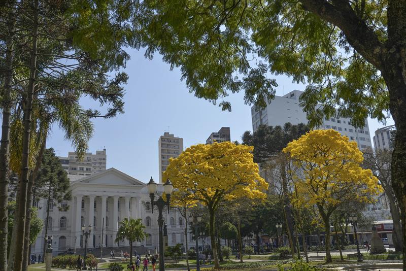 Prefeitura de Curitiba faz nova pesquisa para sequência do Plano Municipal de Arborização