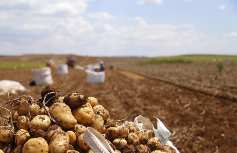 Paraná produzirá 323,7 mil toneladas de batatas nesta safra; colheita já chegou a 78% da área