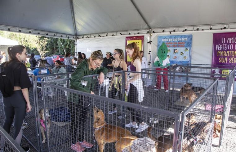 Inscrições de cães para evento de adoção do Amigo Bicho em Curitiba abertas