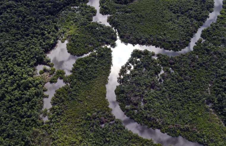 Com queda de 54%, Paraná foi o estado que mais reduziu o desmatamento da Mata Atlântica