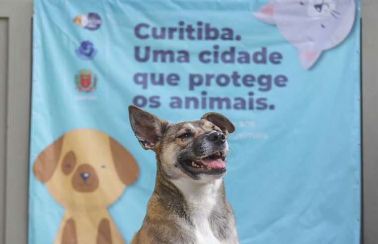 Inscrições de cães para adoção no evento Amigo Bicho começam na segunda-feira