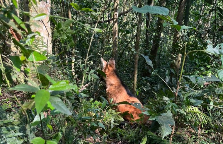 Após ser resgatado por PMs, lobo-guará volta à natureza com atuação de técnicos do IAT