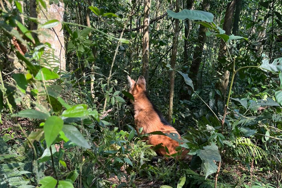 Após ser resgatado por PMs, lobo-guará volta à natureza com atuação de técnicos do IAT