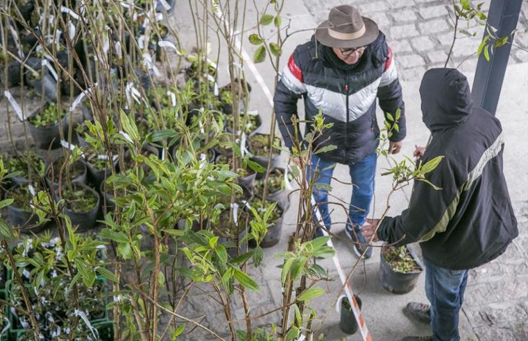 Prefeitura vai distribuir gratuitamente 5 mil mudas de árvores para os moradores de Curitiba