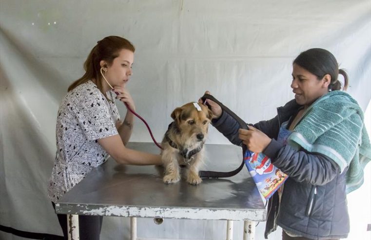 Ainda dá tempo de levar cães e gatos para mutirão de castração gratuita