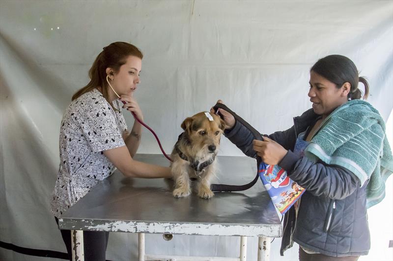 Ainda dá tempo de levar cães e gatos para mutirão de castração gratuita