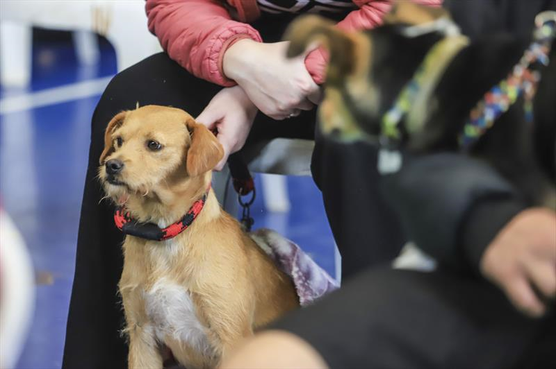 Prefeitura de Curitiba abre agendamentos para castrações gratuitas de cães e gatos em janeiro