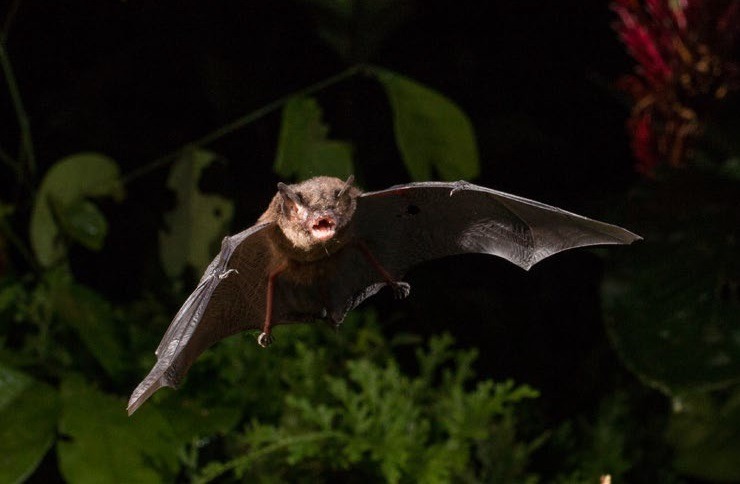 Incidência de morcegos preocupa Araucária
