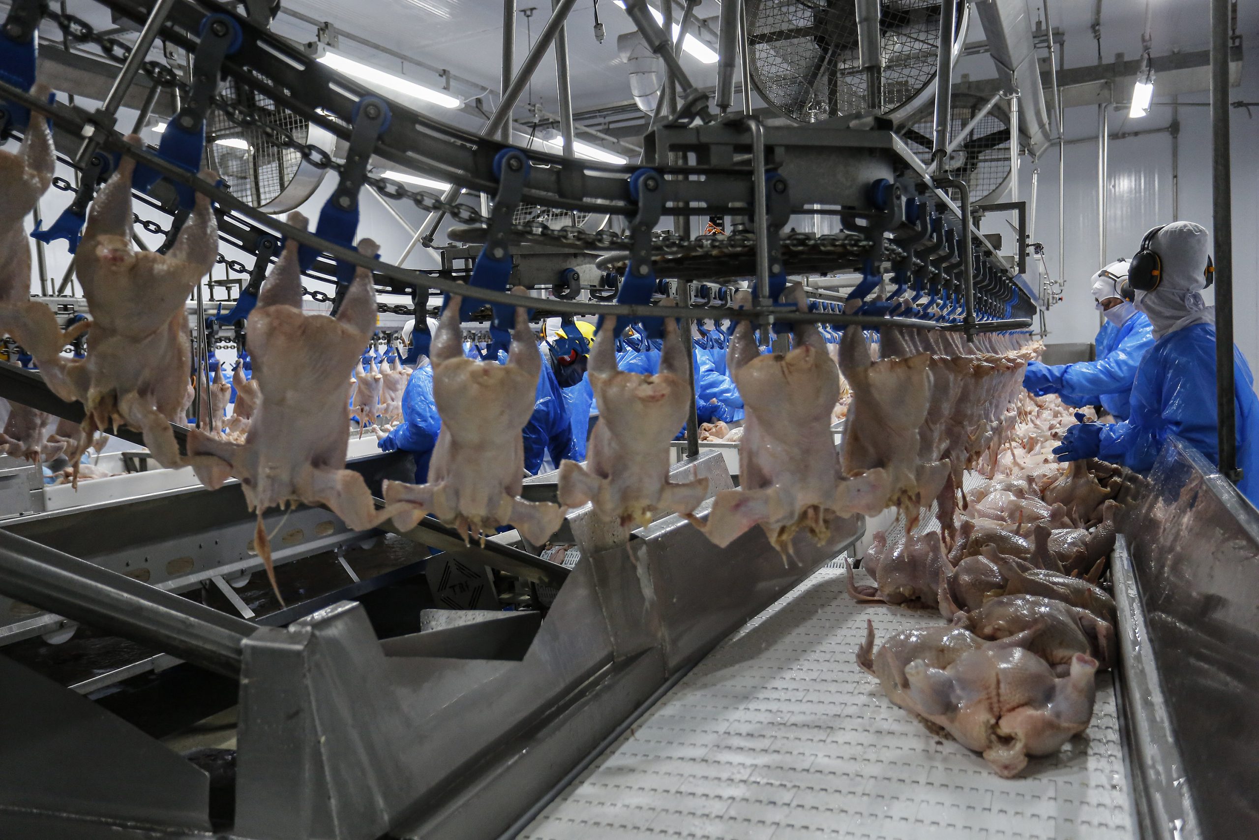 Mais seis plantas paranaenses são habilitadas para exportar frango para a China