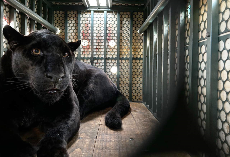 Zoológico de Curitiba abriga um dos últimos exemplares de onça de pelagem negra da Mata Atlântica