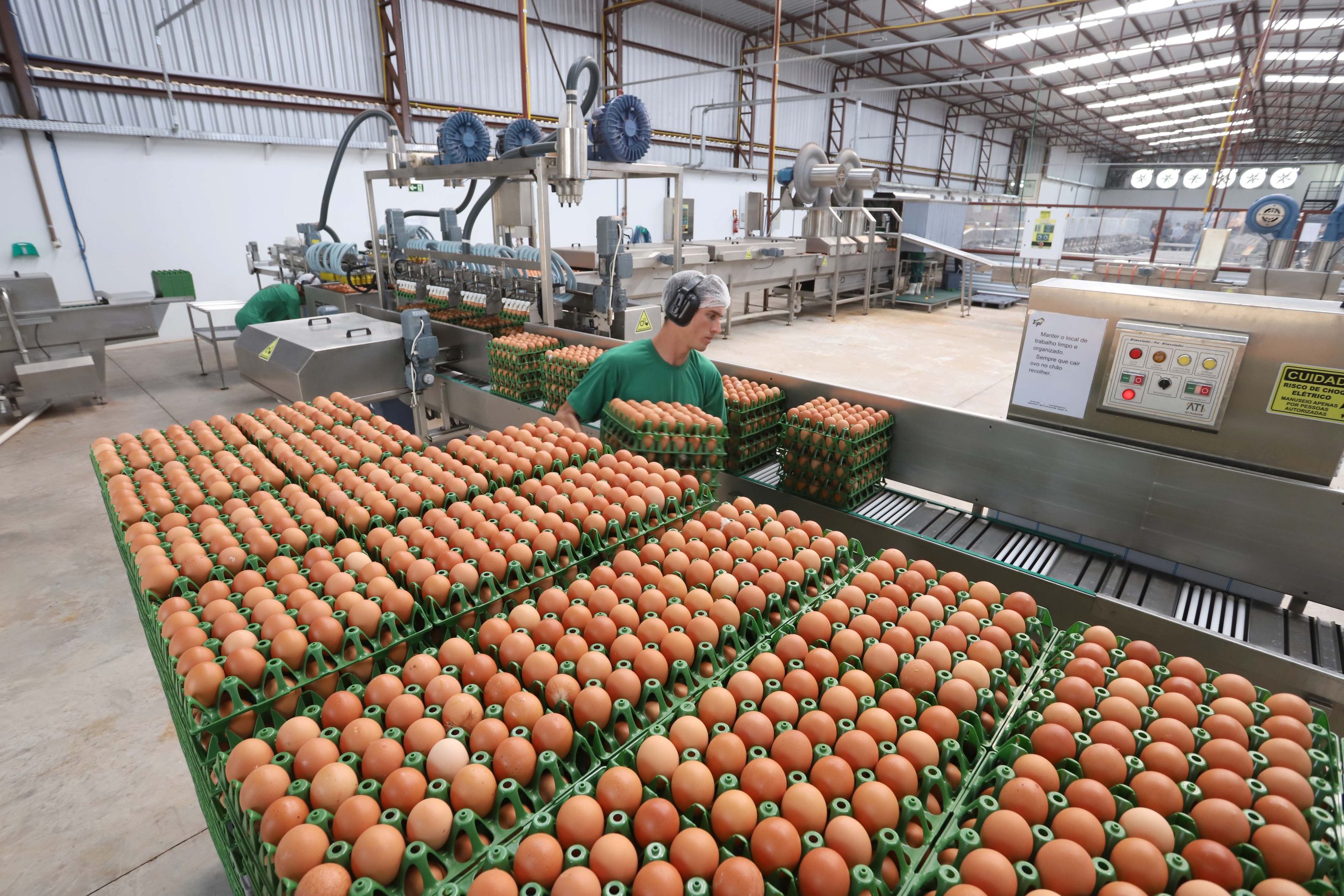 Paraná amplia participação na produção nacional de frangos, leite, ovos e suínos