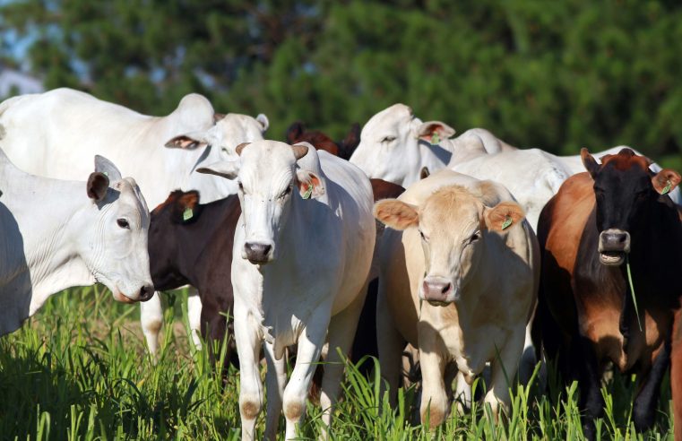 Gado e outros animais: produtores têm mais uma semana para atualizar cadastro