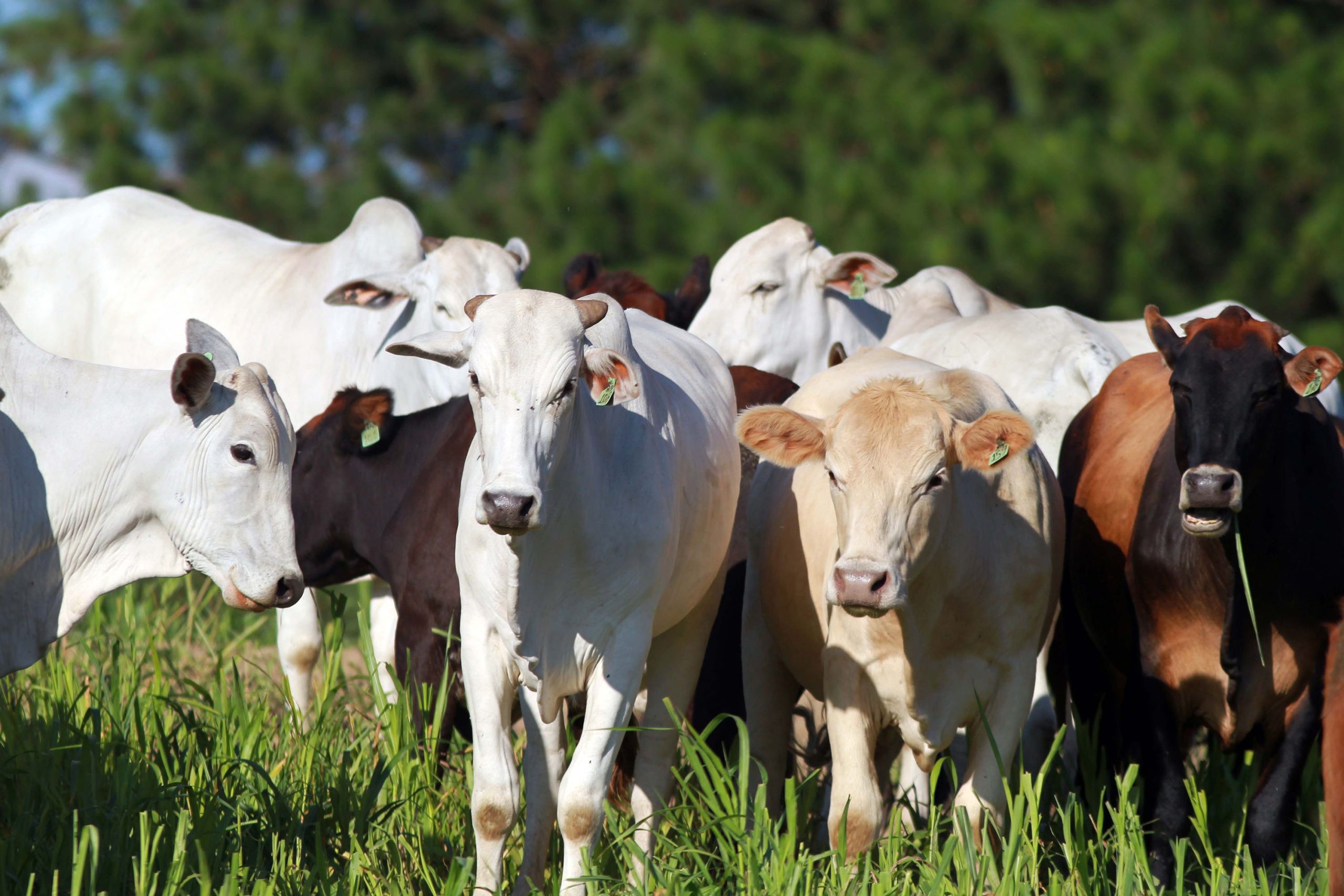 Gado e outros animais: produtores têm mais uma semana para atualizar cadastro