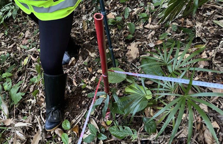 Obra da Ponte de Guaratuba inclui monitoramento da flora para preservação ambiental