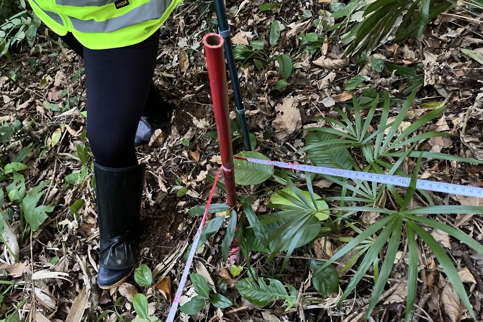 Obra da Ponte de Guaratuba inclui monitoramento da flora para preservação ambiental