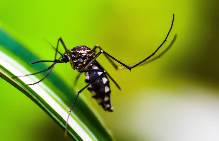 Dengue para todo lado: Brasil se aproxima de 6 milhões de casos e 4 mil mortes por dengue