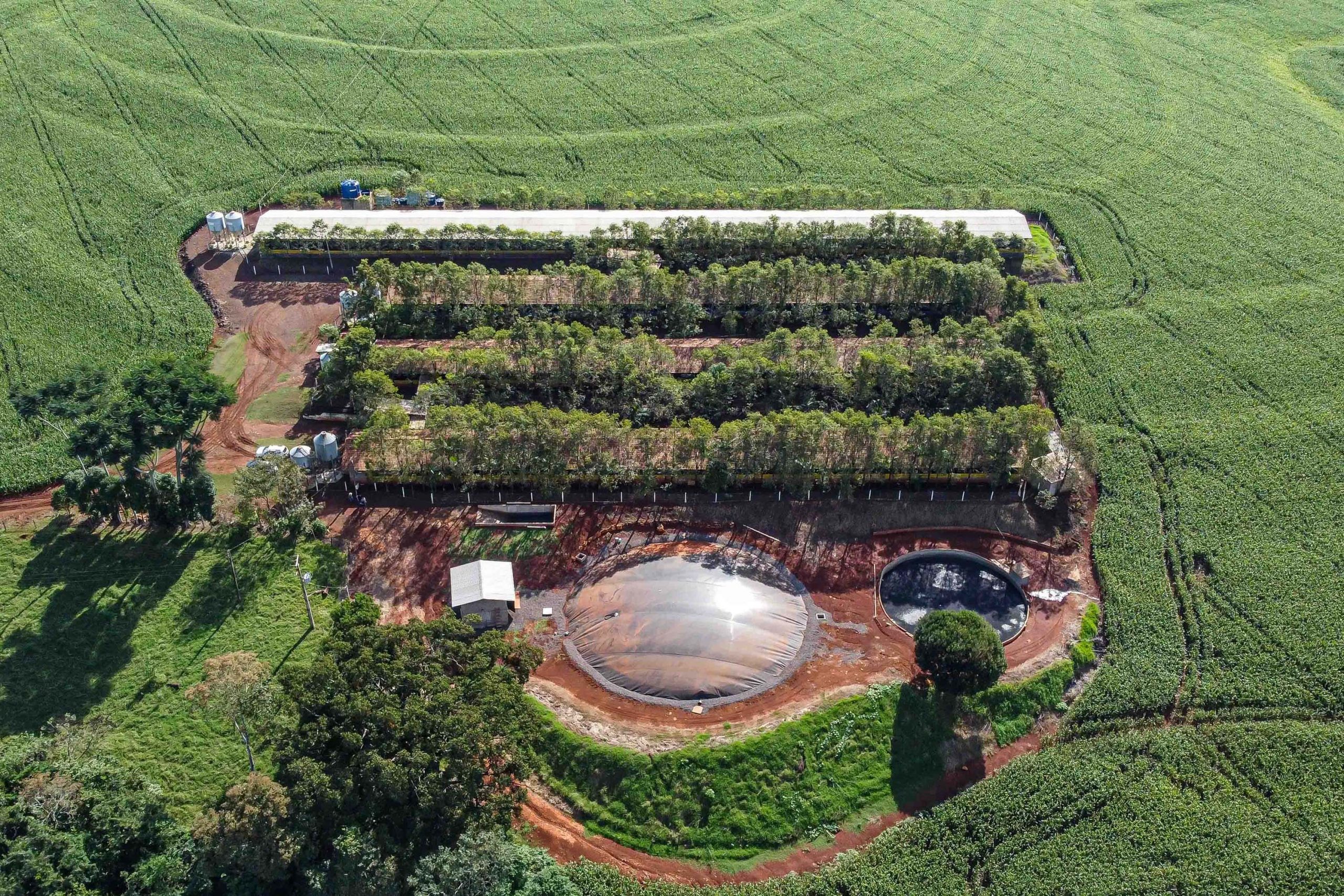 Biogás a partir da suinocultura? Tecnologia gera renda extra para produtores do Paraná