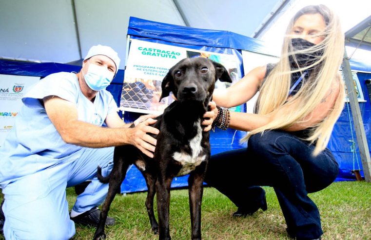 Confira tudo sobre o Programa Permanente de Esterilização de Cães e Gatos (CastraPet Paraná)