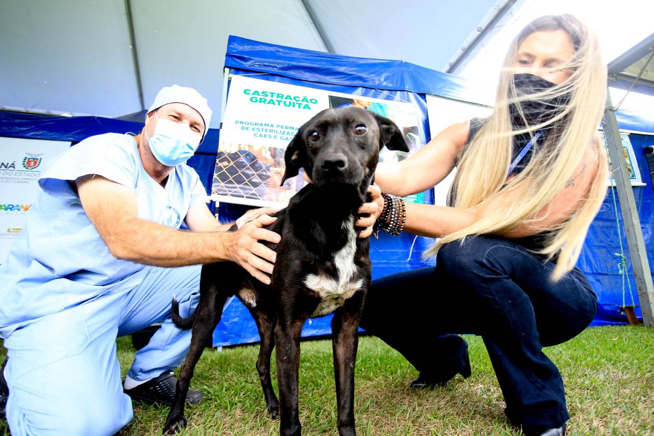 Confira tudo sobre o Programa Permanente de Esterilização de Cães e Gatos (CastraPet Paraná)