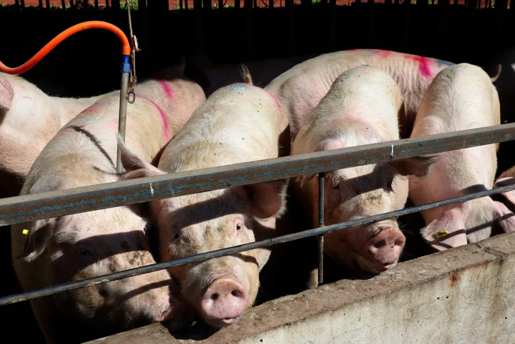 Paraná bate recordes de produção de proteína animal no 1º trimestre de 2025 3 exportacao de suino