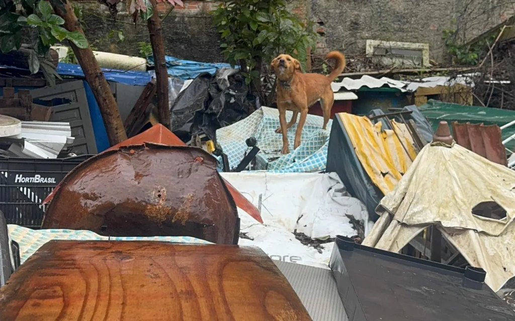 mulher presa por maus tratos a animais em curitiba