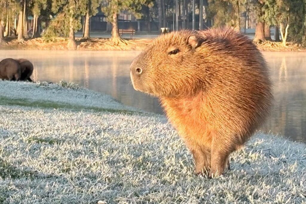 capivara frio curitiba