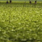 CMN passa a exigir fotos com localização comprovada em seguro rural