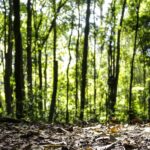 Produção florestal no país alcança recorde de R$ 47,9 bilhões em 2025