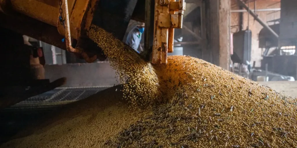 Produção brasileira de grãos deve aumentar apesar do El Niño